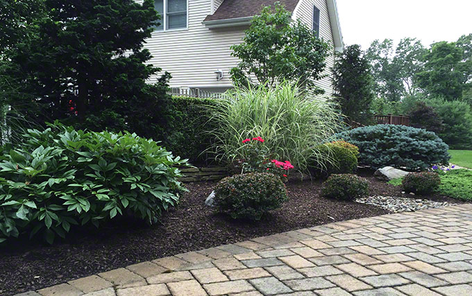 Plantings bordering pavers